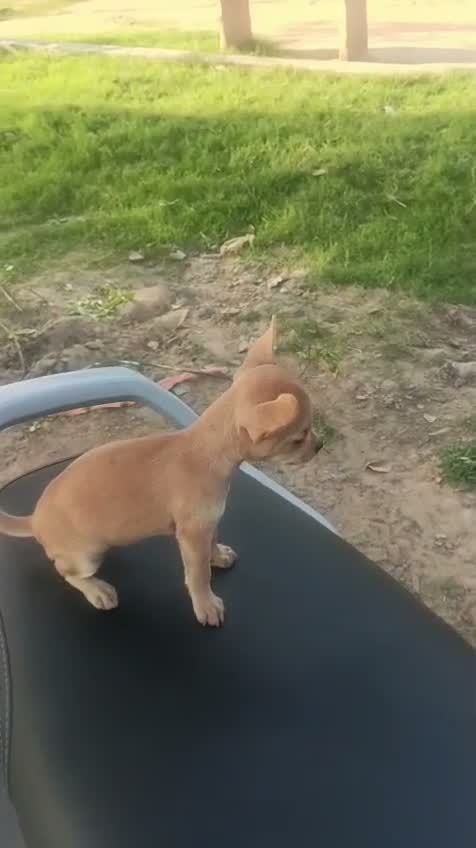 Chihuahua Puppy, farm video