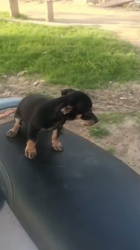 Chihuahua Puppy, farm video