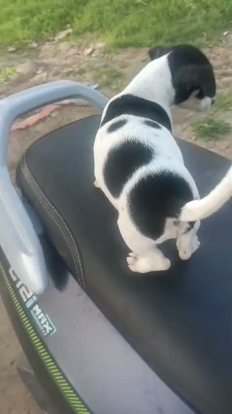 Chihuahua Puppy, farm video