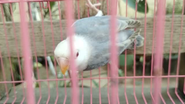 African Love Birds, farm video