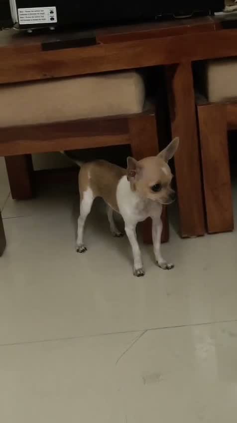 Chihuahua Puppy, farm video