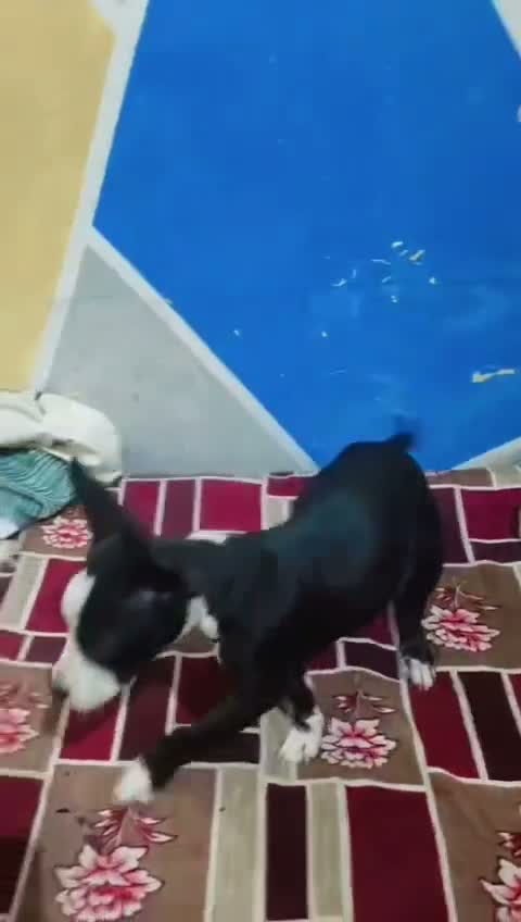 Pitbull Terrier Puppy, farm video