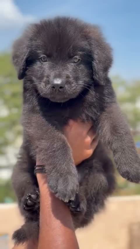 German Shepherd Puppy, farm video