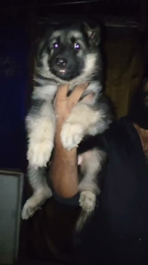 German Shepherd Puppy, farm video