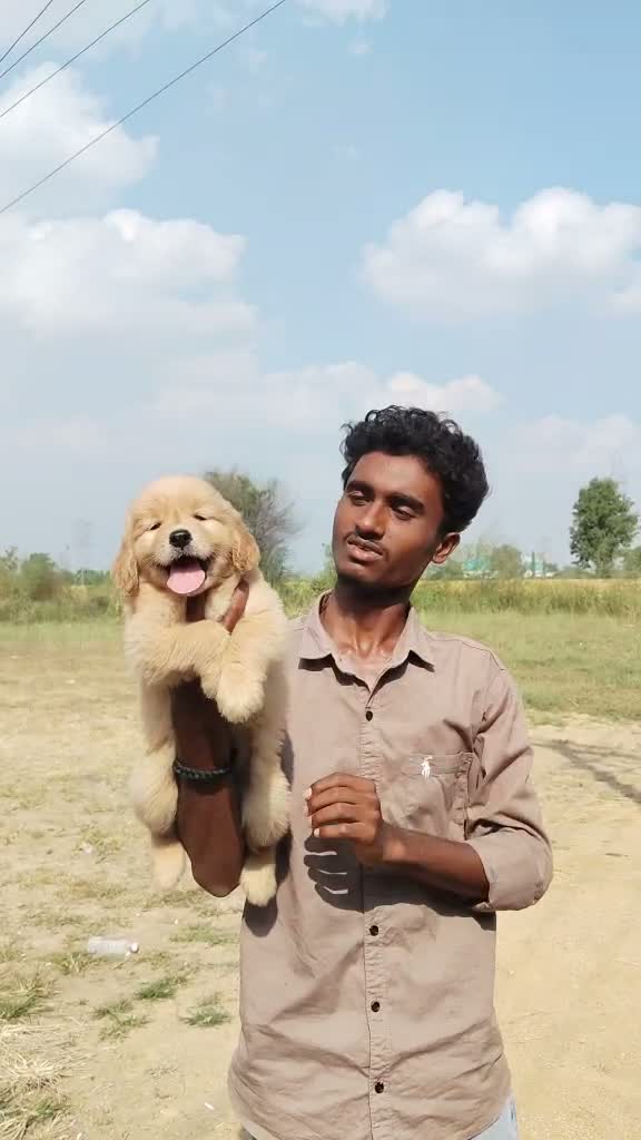 Golden Retriever, farm video