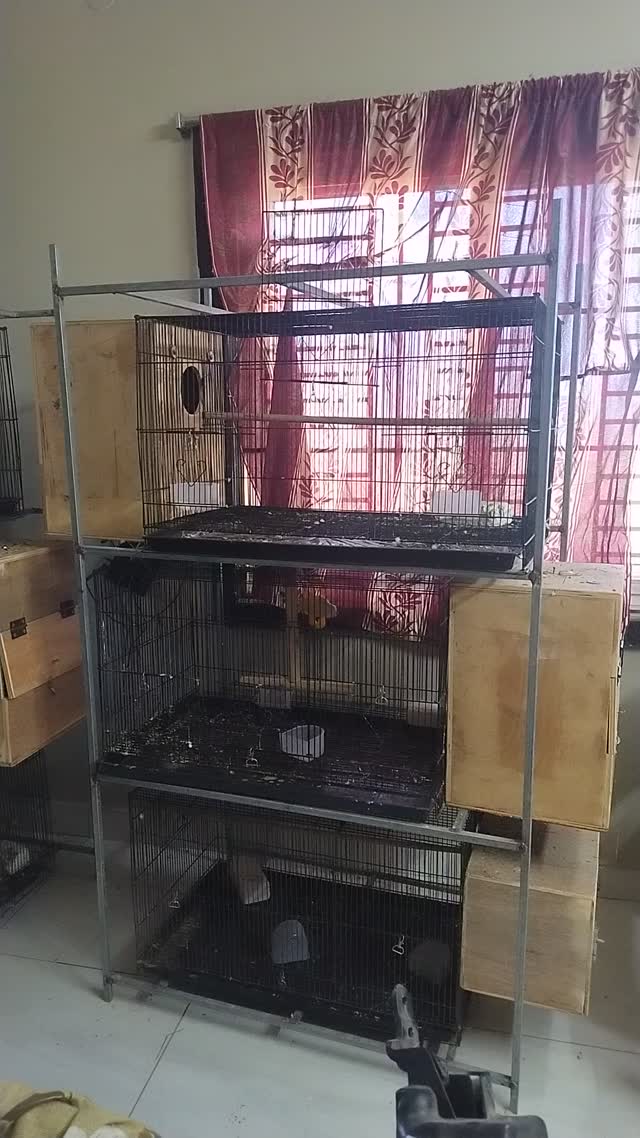 Sun Conure, farm video