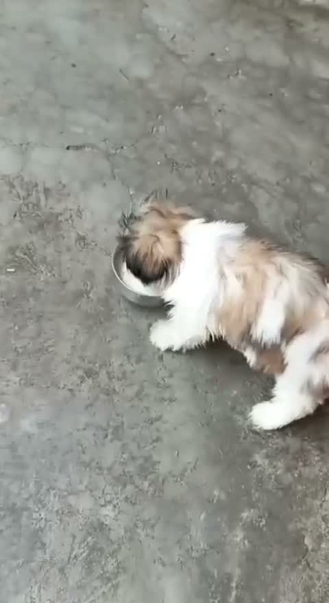 Shih Tzu | Black Color, farm video