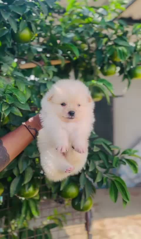 Pomeranian Puppy, farm video