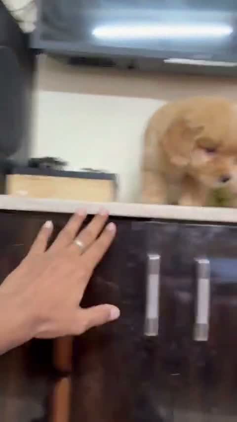 Golden Retriever, farm video