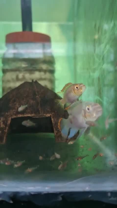 Guinea Pig Babies, farm video