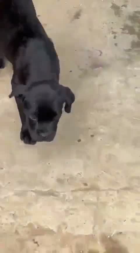 Cane Corso Puppy, farm video