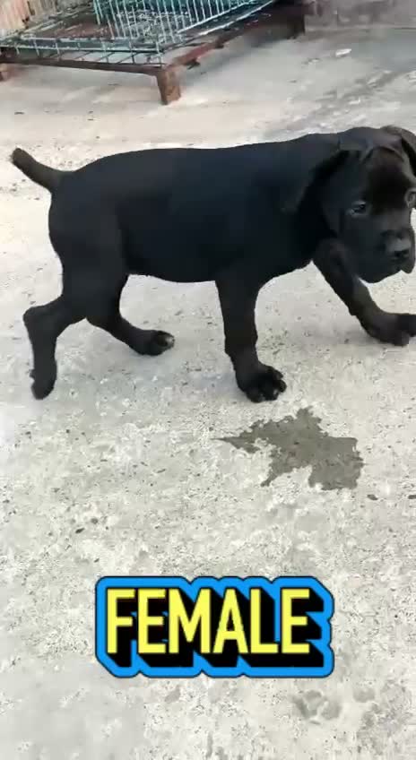 Cane Corso Puppy, farm video