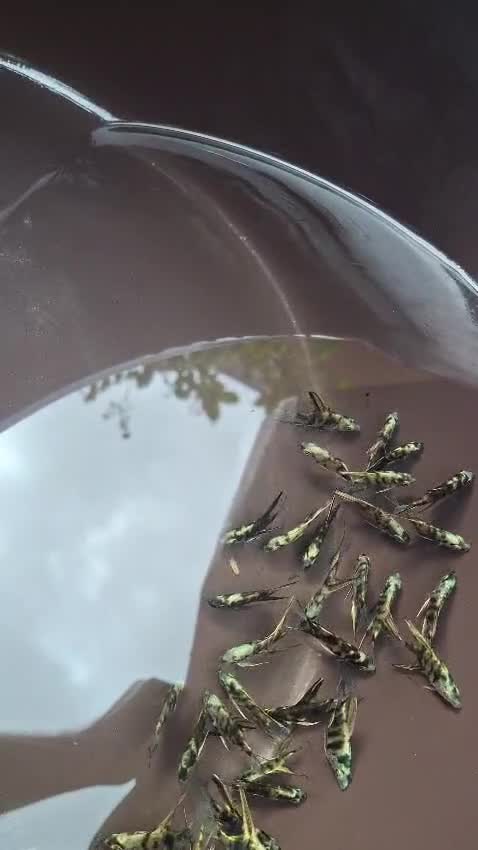 Blue Throated Conure, farm video
