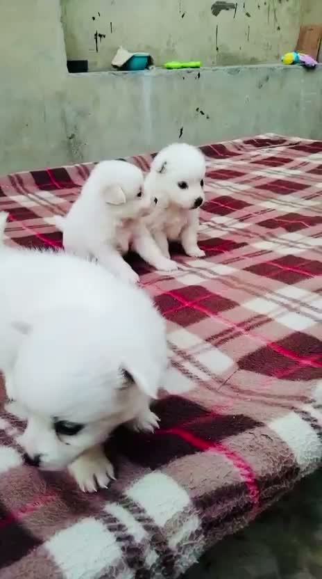 Pomeranian Puppy, farm video