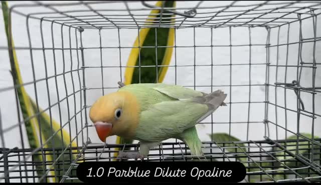 Blue Throated Conure, farm video