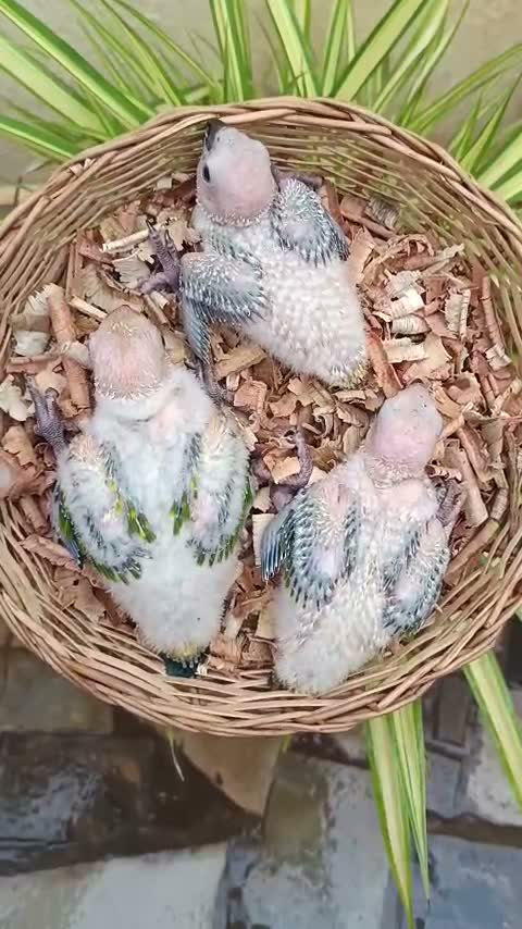Blue Throated Conure, farm video