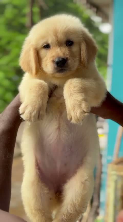 Golden Retriever, farm video