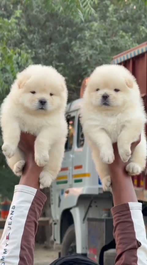 Chow Chow Puppies, farm video