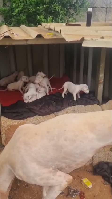 Mudhol Hound Puppy, farm video