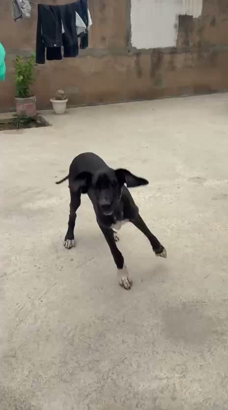 Great Dane Puppy, farm video