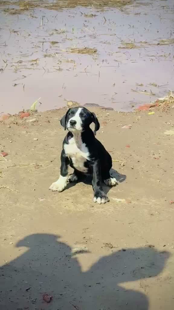 American Bully Pocket Size Puppy, farm video