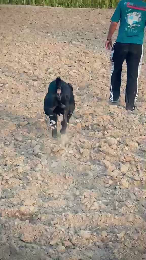 Cane Corso Puppy, farm video