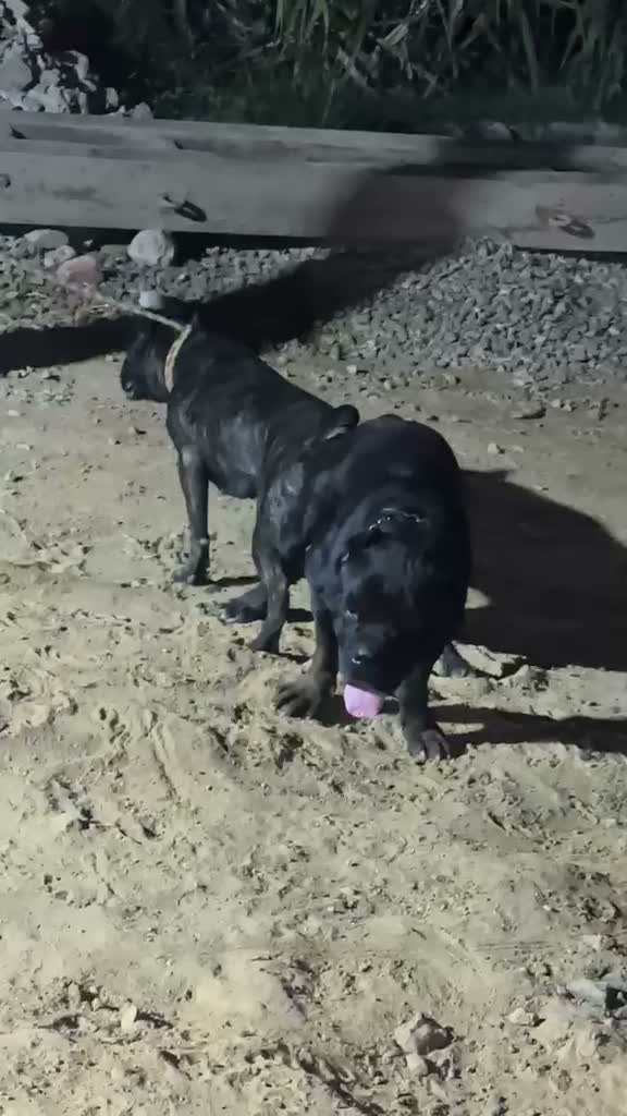Cane Corso Puppy, farm video