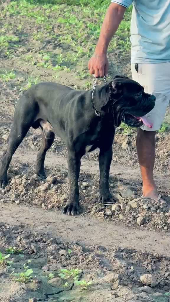 Cane Corso Puppy, farm video