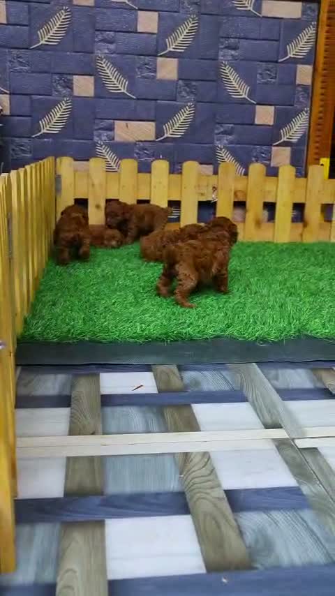 Standard Poodle Puppy, farm video