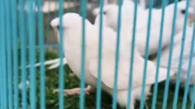 Helicopter Budgies, farm video