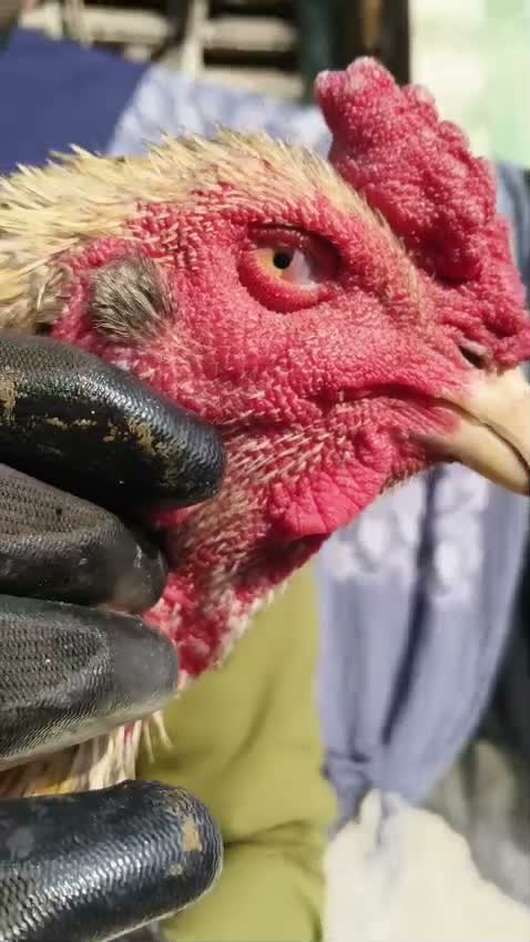 Java Sparrow, farm video