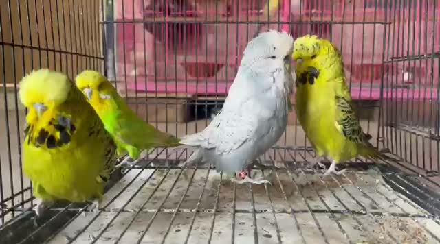 Exhibition Budgies, farm video