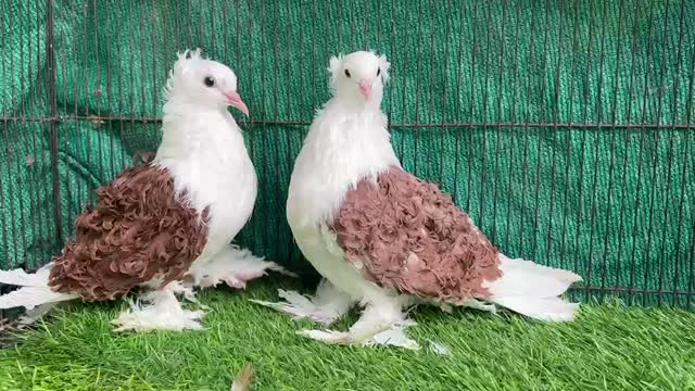 Satin Pigeon, farm video