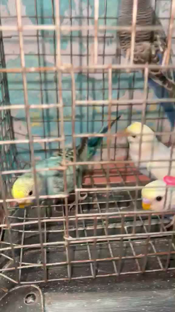 Budgies, farm video