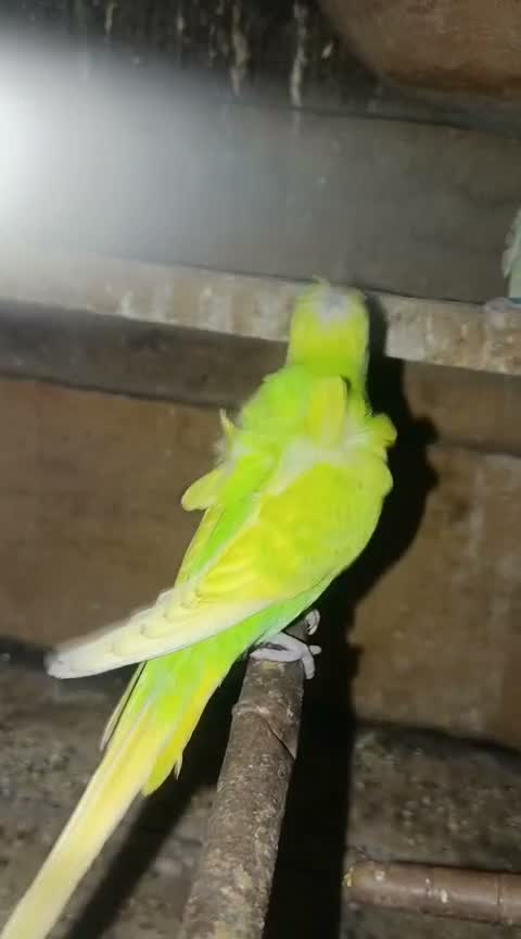 Hogoromo Budgies, farm video