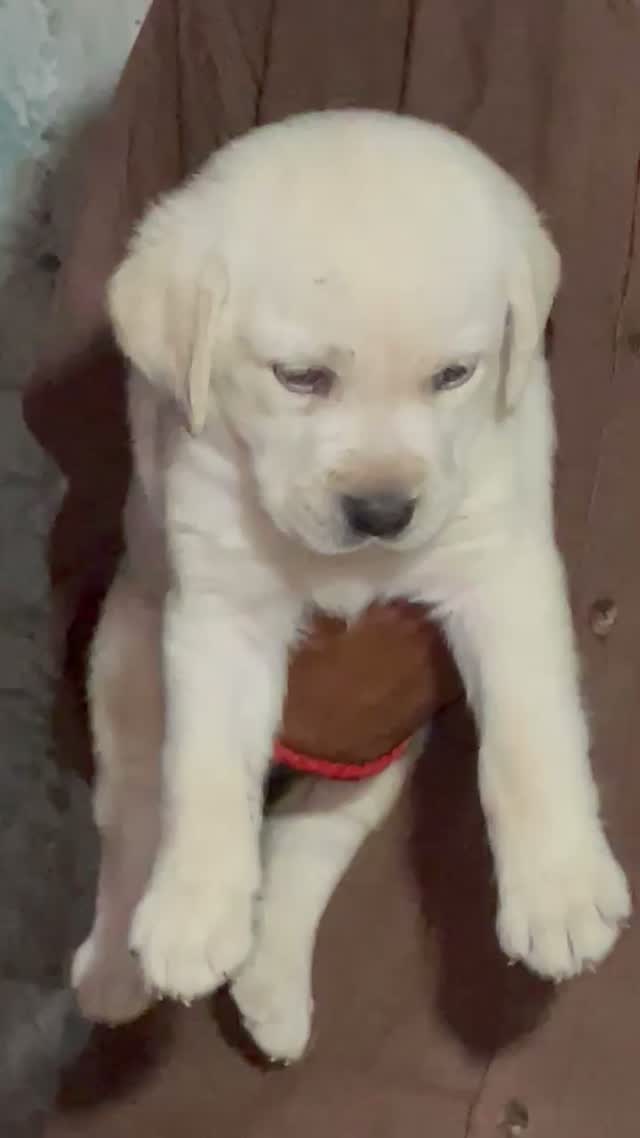 Beagle Black & Tan Puppy, farm video