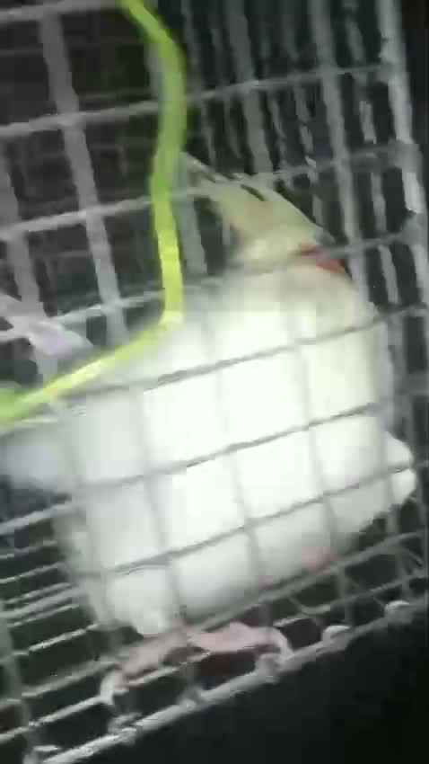 Cockatiel, farm video