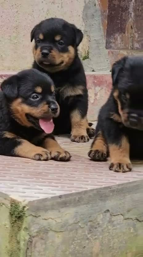 Rottweiler Puppy, farm video