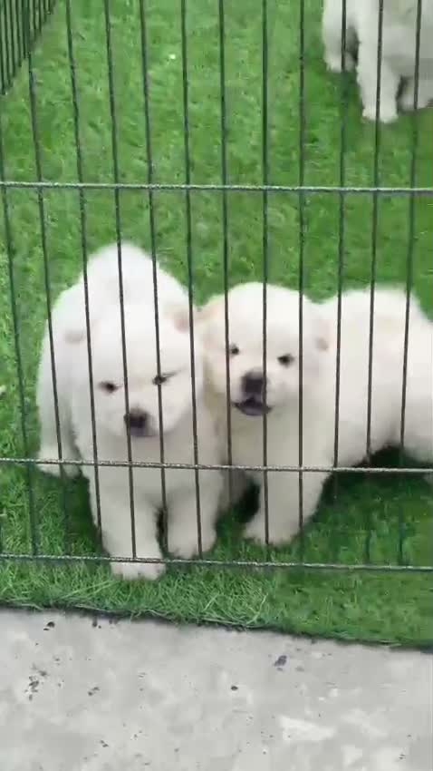Chow Chow Puppies, farm video