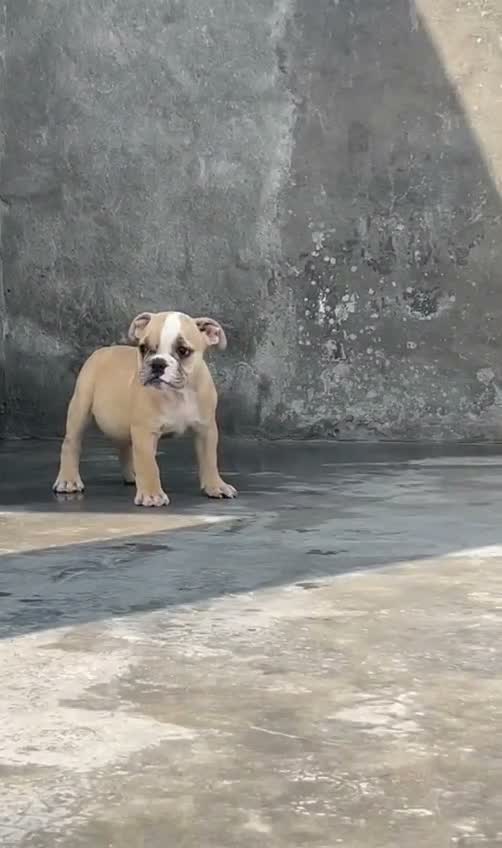 American Bully Pocket Size Puppy, farm video