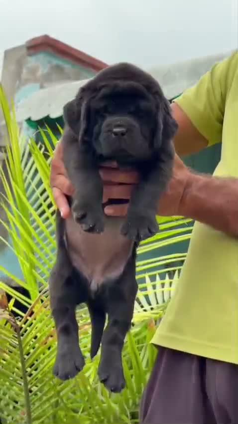 Beagle Black & Tan Puppy, farm video