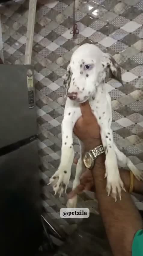 Dalmatian Puppy | Black Dots, farm video