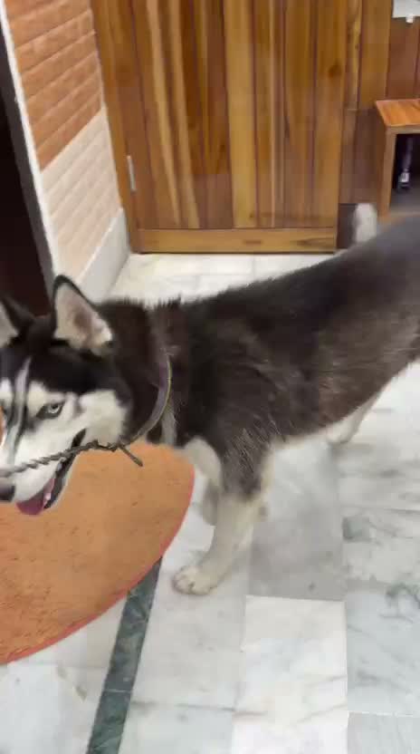 Siberian Husky Puppy | Black & White Color, farm video