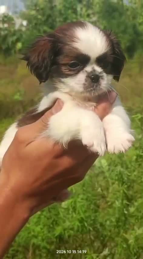 Shih Tzu | Black Color, farm video