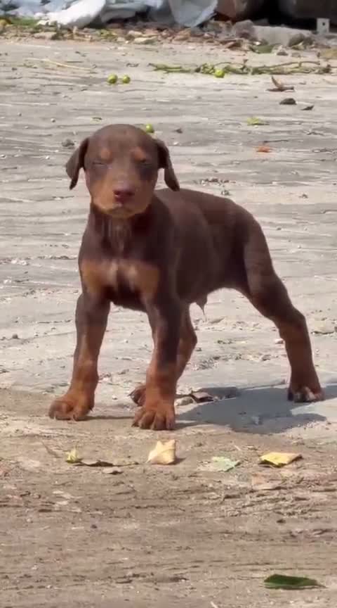 Doberman Pinscher Puppy, farm video