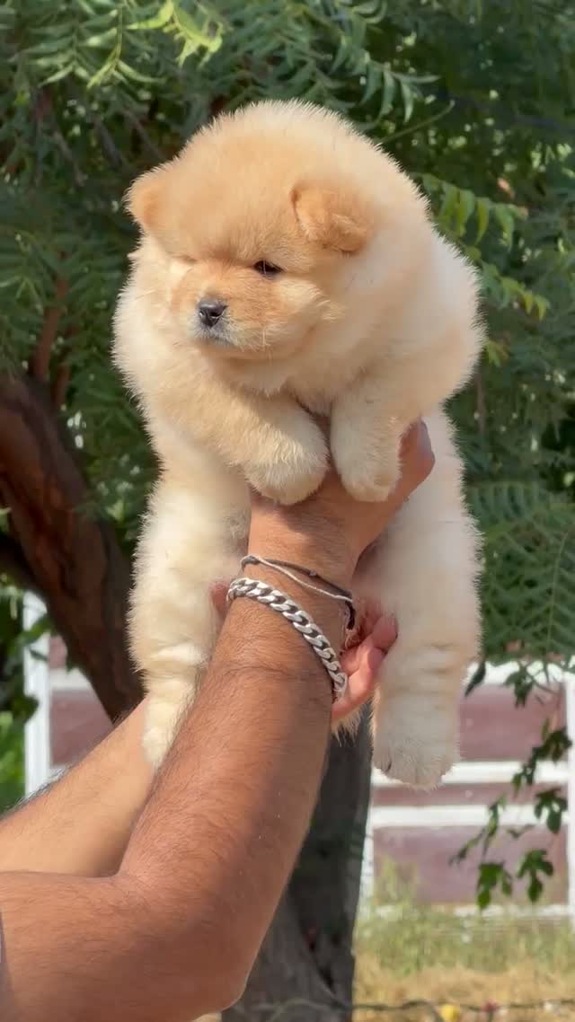 Chow Chow Puppies, farm video