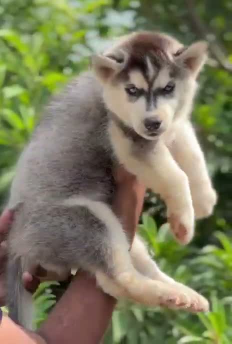 Siberian Husky Puppy | Black & White Color, farm video