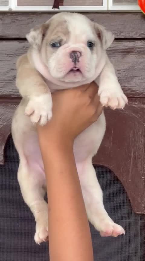 French Bulldog Puppy, farm video