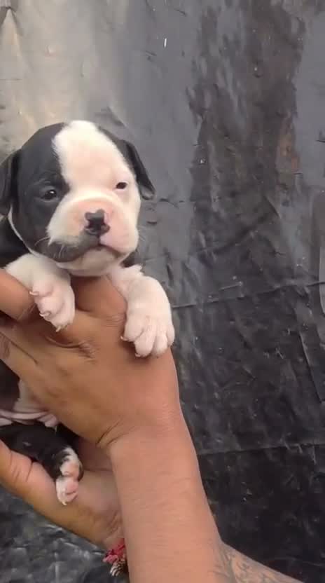 American Bully Pocket Size Puppy, farm video