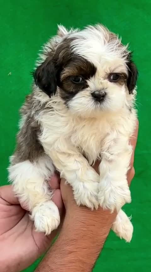 Shih Tzu | Black Color, farm video